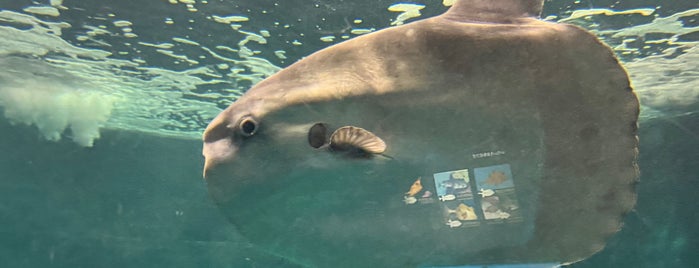 しものせき水族館 海響館 is one of Top picks for Aquariums.