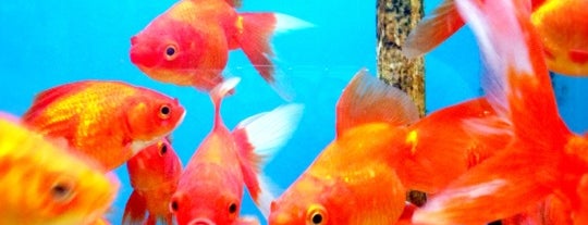 Pacific Aquarium & Pet is one of The 15 Best Places for Fishing in New York.