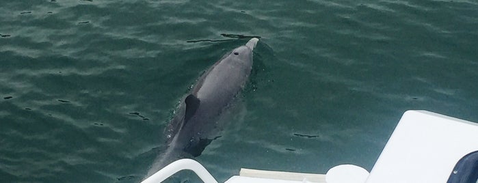 Mandurah Dolphin Tours is one of Local.
