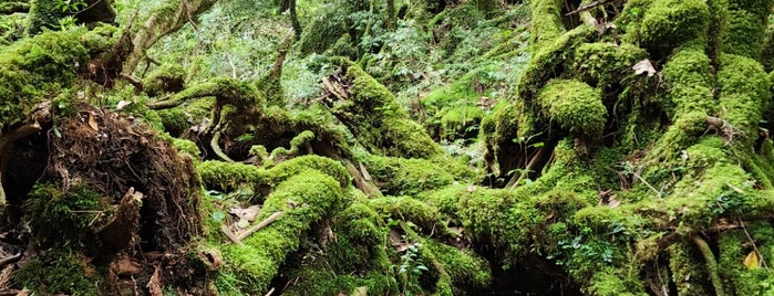 Mossy Forest is one of Yakushima.
