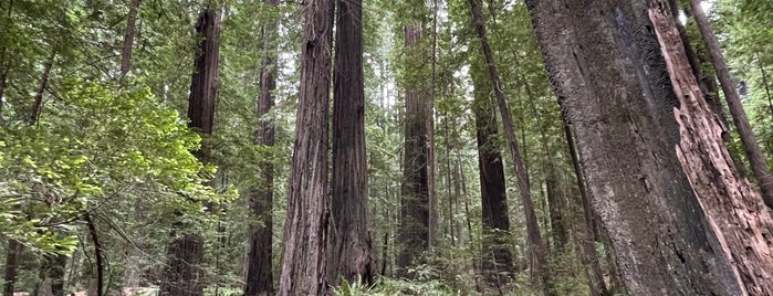 Humboldt Redwoods State Park is one of Beyond the Peninsula.