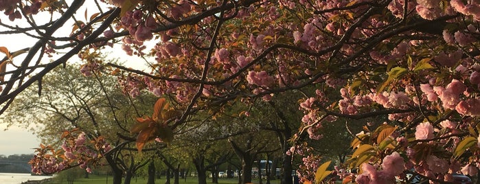 Shirofugen Cherryblossoms is one of Lizzie 님이 좋아한 장소.