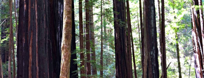 Big Basin Redwoods State Park is one of Caroline'nin Beğendiği Mekanlar.