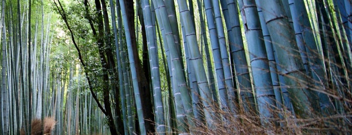 Arashiyama Bamboo Grove is one of Caroline’s Liked Places.