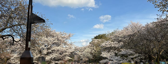 Koganei Park is one of Tempat yang Disukai Dokarefu.