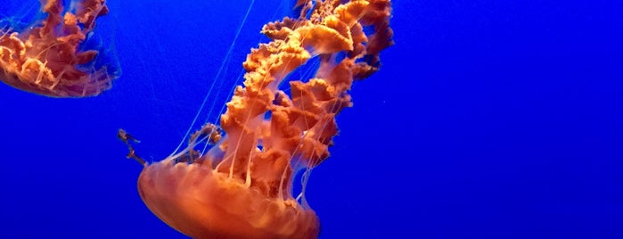 Monterey Bay Aquarium is one of Places with Dinah.