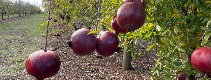 Raeburn Orchard is one of Perth.