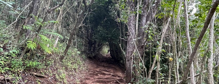 Makiki Loop Trail is one of Oahu.