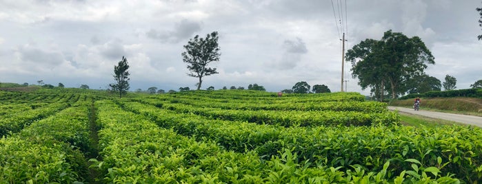 Kebun Teh Sidamanik is one of my place.