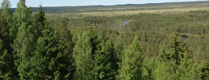 Paukjärve observation tower is one of Camping and Hiking in Estonia.