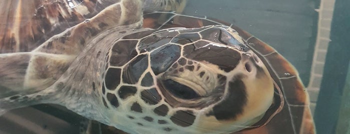 Sea Turtle Hatchery Centre is one of Sri Lanka.
