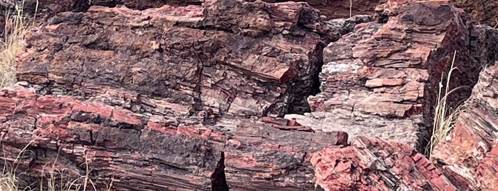 Petrified Forest National Park is one of COVID Road Trip.