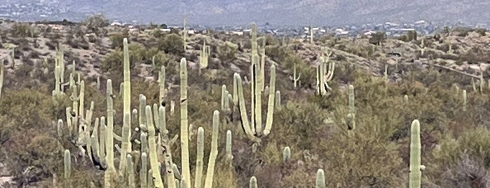 Saguaro National Park is one of Ye Olde Arizona 🌵.