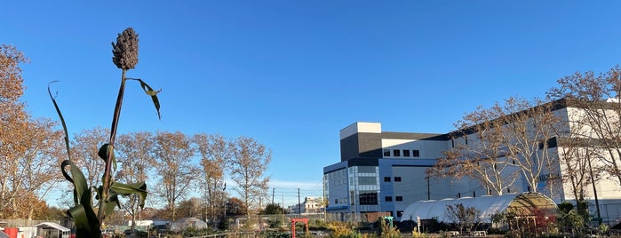 Red Hook Community Farm is one of NYC: The Local Way- Red Hook.