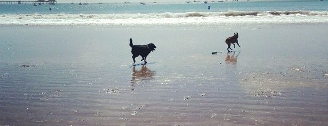 Avila Dog Beach is one of Lugares favoritos de Brooks.