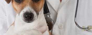 Emergency veterinary Clinic In Kitchener