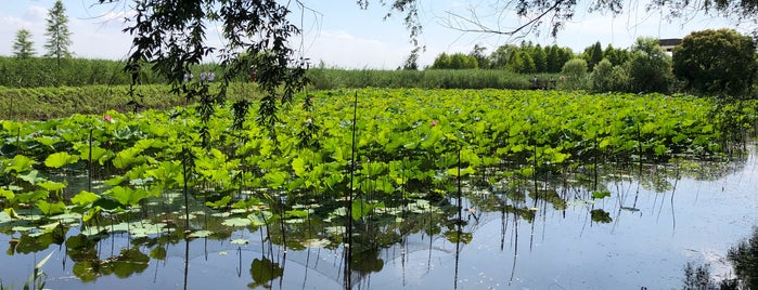 Chongming Xisha Wetland Park is one of Shanghai Public Parks.