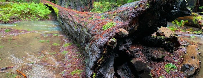 Montgomery Woods State Natural Reserve is one of Tempat yang Disukai Eliot.