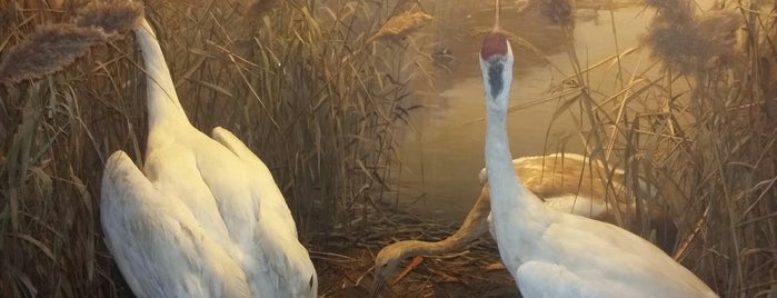 Sanford Hall Of North American Birds is one of Locais salvos de Kimmie.