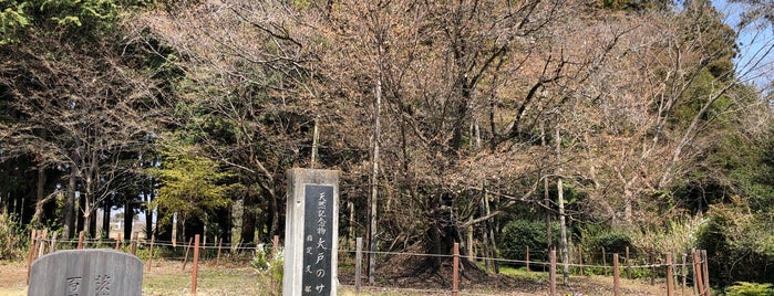 大戸のサクラ is one of 山と高原.
