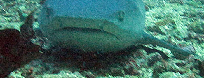 Trawangan Dive (PADI 5 Star) is one of GUIDE TO LOMBOK'S.