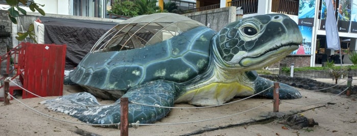 Bali Sea Turtle Society (BSTS) is one of Indonesia.