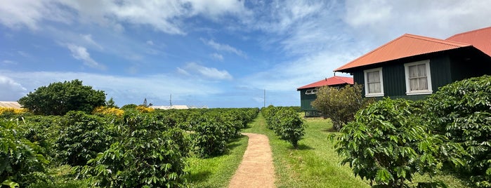 Kauai Coffee Plantation is one of Hawaiian.