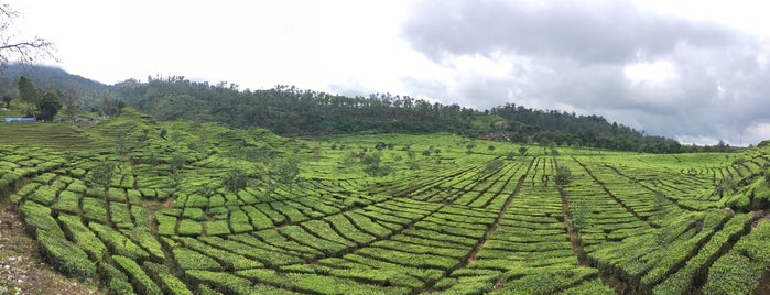Rancabali Tea Plantations Area is one of Bandung.