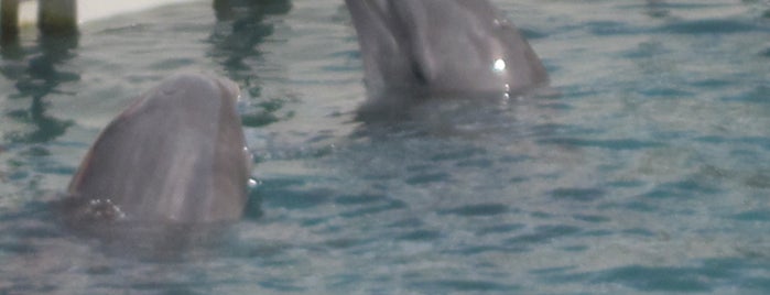 Dolphin Quest is one of Bermuda Did List.