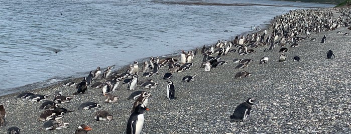 Isla Martillo is one of Ushuaia.