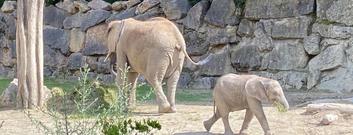 Elefantenpark is one of Vienna 2019.