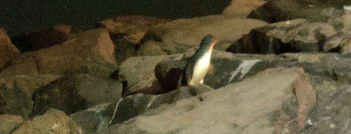 St Kilda Penguins is one of investigate #2.
