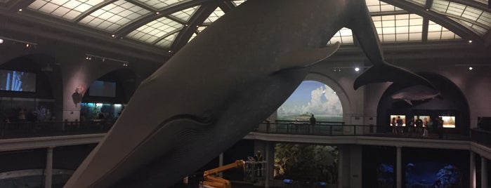 Whales: Giants of the Deep is one of Museums.
