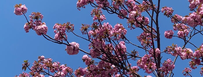 Square Marie Trintignant is one of Paris blossom.