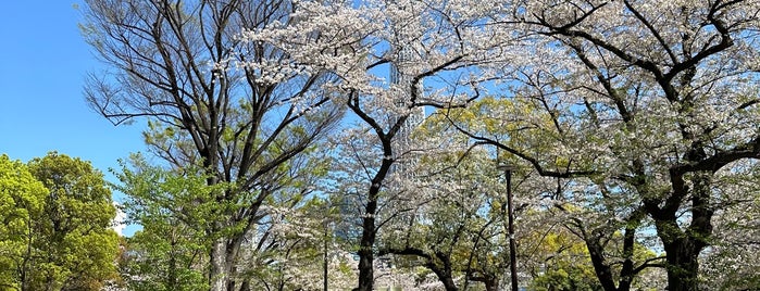 Sumida Park is one of 一人だって楽しめるところ.