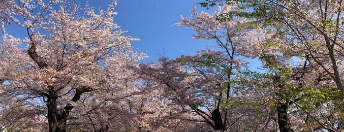 桜山 is one of Lugares favoritos de Takashi.