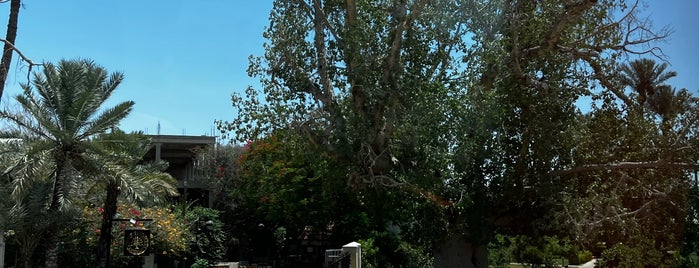 Sycamore Tree is one of Israel.