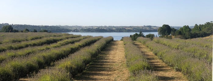 Casa de Té Lavanda is one of Chile.