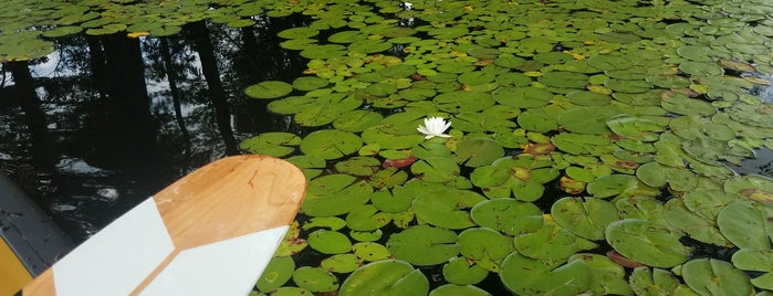 Kayaking Lake Tiorati is one of Arnさんのお気に入りスポット.