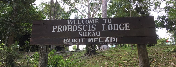 Proboscis Lodge Bukit Melapi is one of Borneo 2019.