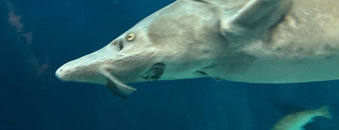 サケのふるさと 千歳水族館 is one of ティーローズさんのお気に入りスポット.