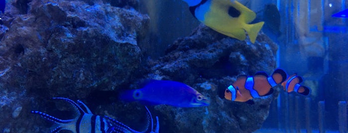 Cuttlefish And Corals is one of Saltwater Aquarium Stores.