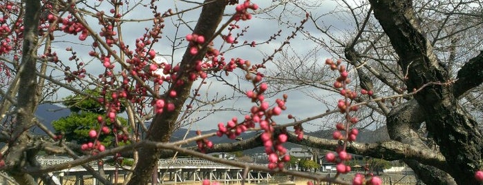 嵐山公園 中之島地区 is one of Kyoto_Sanpo2.