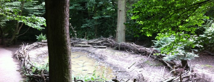 Queen's Wood is one of Mark’s Liked Places.