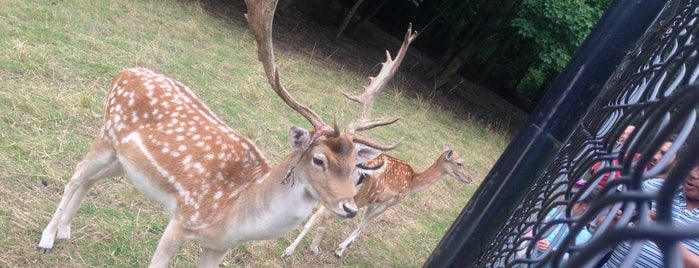 Deer Enclosure is one of Lugares favoritos de András.