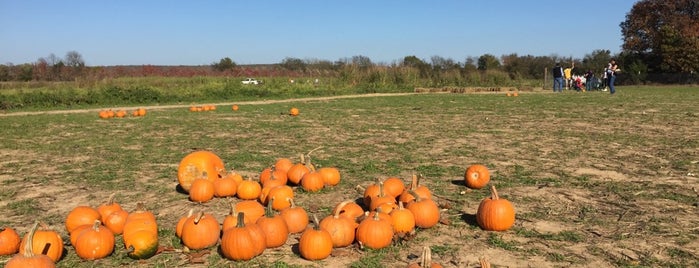 Mcgarrahs Pumpkin Patch is one of Yari’s Liked Places.