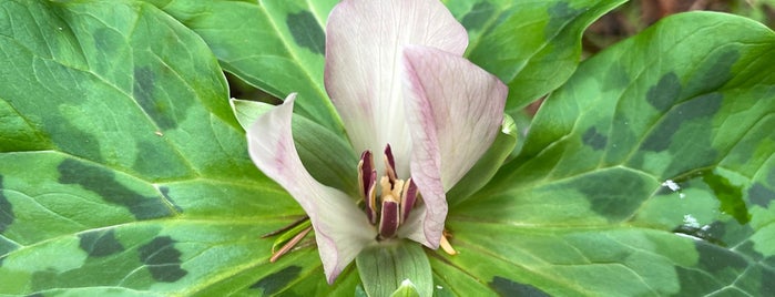 Butano State Park is one of Golden Poppy Annual Pass.