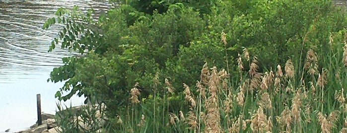 Muscota Marsh is one of Parks.