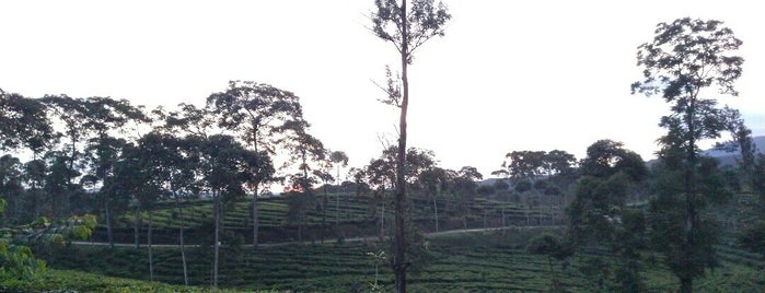 Kebun teh pagilaran is one of wajib dikunjungi!! :).