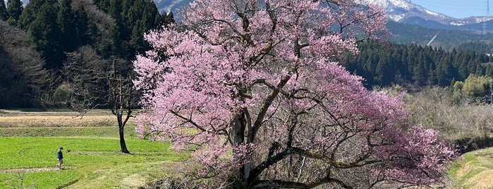 向野の桜 is one of お気に入りスポット.